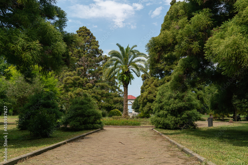 Green alley of the park with a tall palm tree in the center of the background against a blue sky with white clouds on a summer day