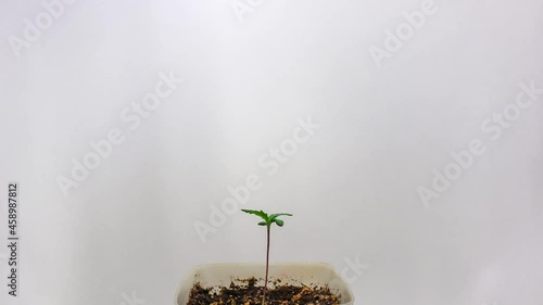 Marijuana Growing Time Lapse