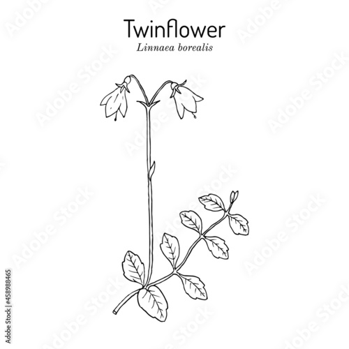 Twinflower Linnaea borealis , medicinal plant