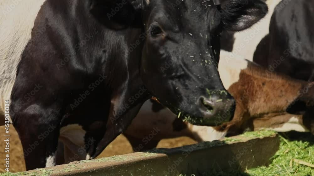 Black and White Dairy Cow Chewing Fresh Cut Green Grass from Trough, Brazil, Bahia, Medium Shot Black and White Dairy Cow Chewing Fresh Cut Green Grass from Trough, Brazil, Bahia, Medium Shot