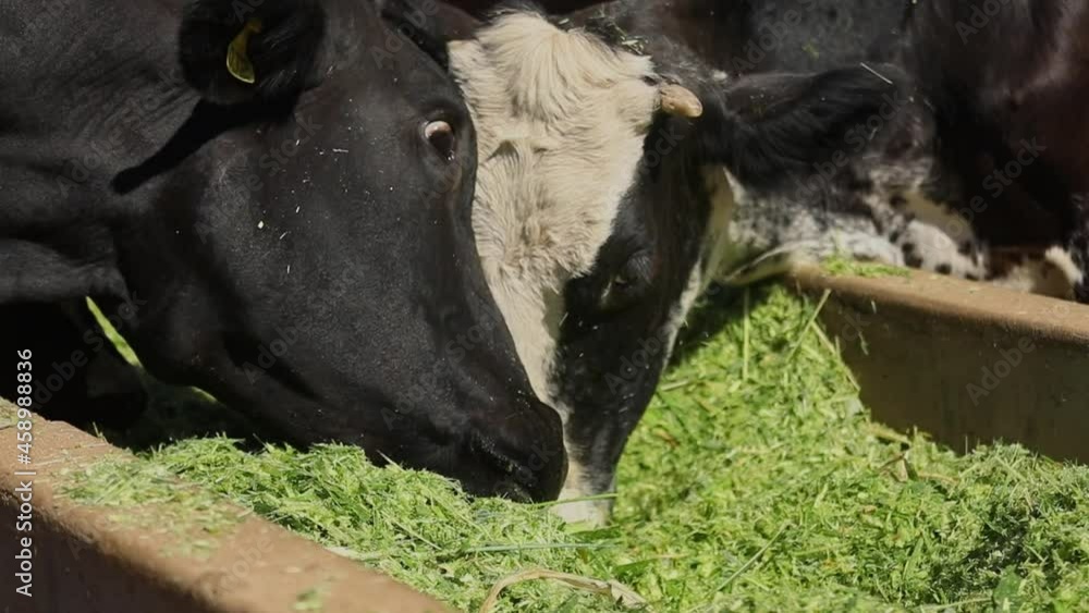 Close-up of Young Bull Calf and Mother Cow Eating Freshly Cultivated Grass from Farmyard Trough, Slow Motion Close-up of Young Bull Calf and Mother Cow Eating Freshly Cultivated Grass from Farmyard Trough, Slow Motion