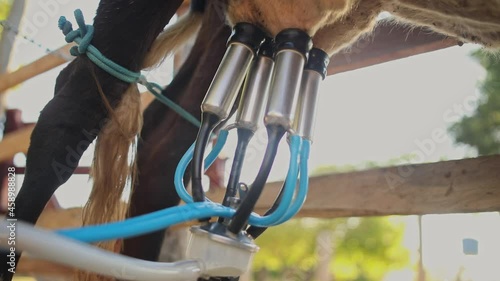 Close-up of Working Milking Machine Suction Tubes Attached to Cows Udder Outdoors in Morning Sunlight