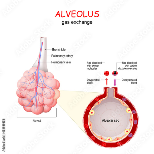 alveolus. gas exchange. photo