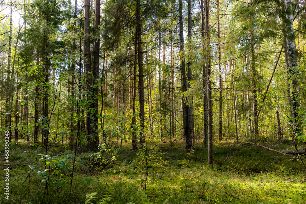Obraz premium footpath in the forest