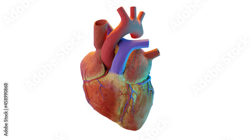 3d illustration of human heart. realistic image isolated, Correct anatomical heart with venous system, 3d render