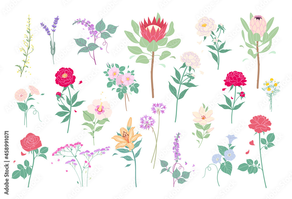 Wild and Garden Summer Flowers Collection