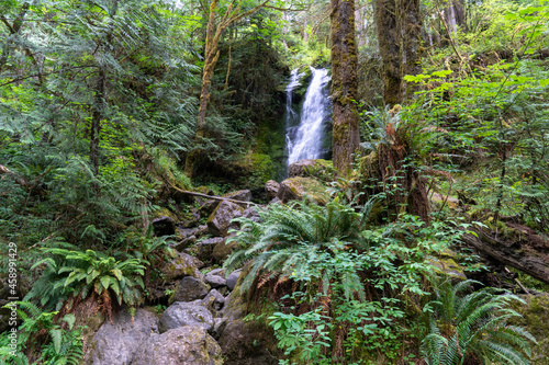 Merriman Falls waterfall in Olympic National Park forest photo