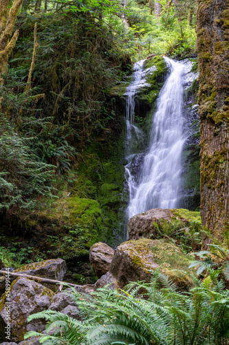 Fototapeta Naklejka Na Ścianę i Meble -  Merriman Falls waterfall, in a daytime long exposure, near Lake Quinault in Olympic National Park
