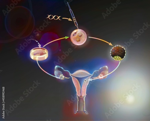 Main steps in the genetic manipulation of human embryos.