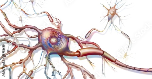 Anatomy of a nerve cell connected to other nerve cells.