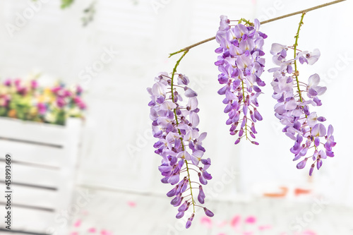Fantastic colorful wisteria on veranda for cosmetics and phytotherapy.