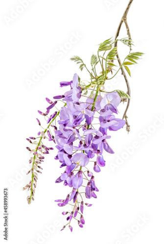Closeup on wisteria flowers isolated on a white background.