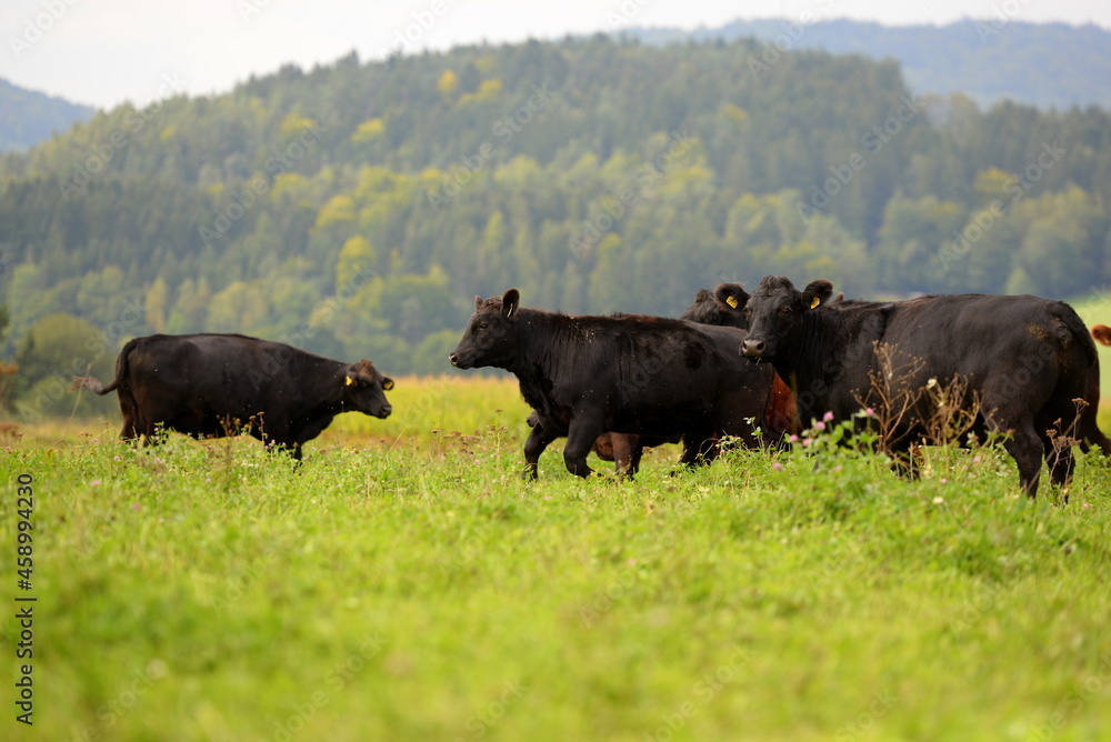 Schwarze und braune Angus Rinder auf der Weide Schwarze und braune Angus Rinder auf der Weide