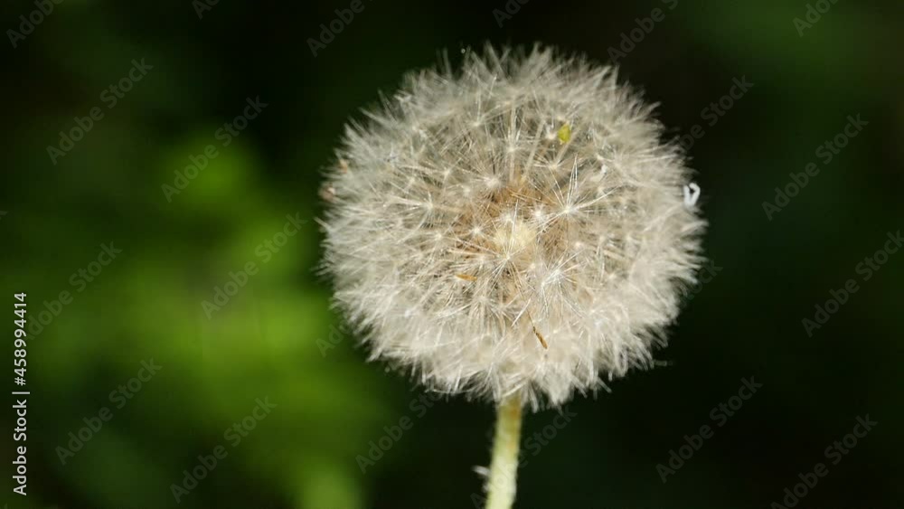 white fluffy flower ball dandelion close-up white fluffy flower ball dandelion close-up