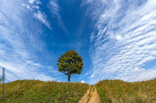 A tree on top of a hill against a blue sky with clouds. The road to the top of the hill. Lonely tree against the sky. Bright greens.