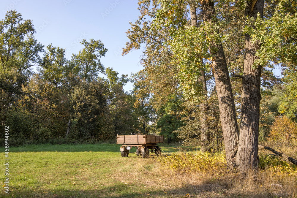 Autumn landscape beautiful colorful leaves on trees in an oak grove on a sunny day. Autumn landscape beautiful colorful leaves on trees in an oak grove on a sunny day.
