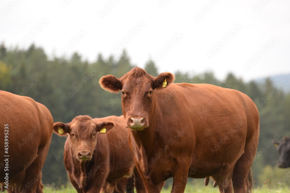 Schwarze und braune Angus Rinder auf der Weide Schwarze und braune Angus Rinder auf der Weide