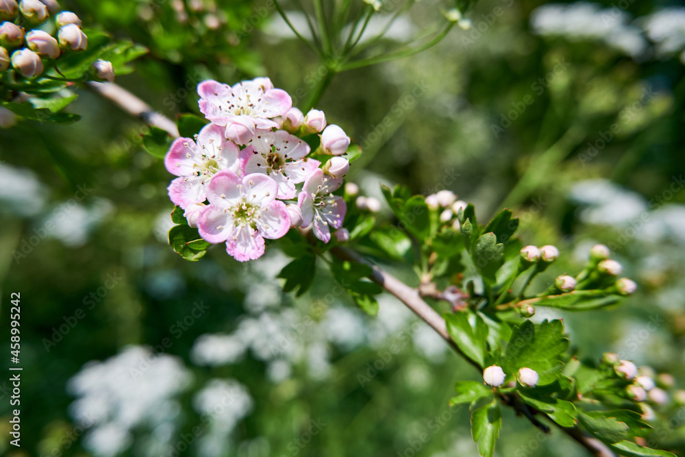 Tree blossom