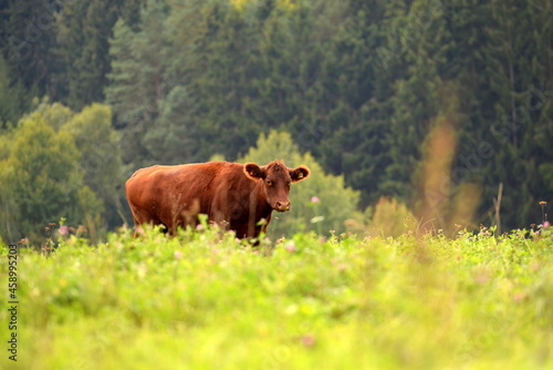 Schwarze und braune Angus Rinder auf der Weide © Grubärin