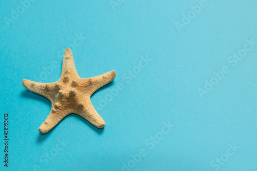 Starfish isolated on a blue background