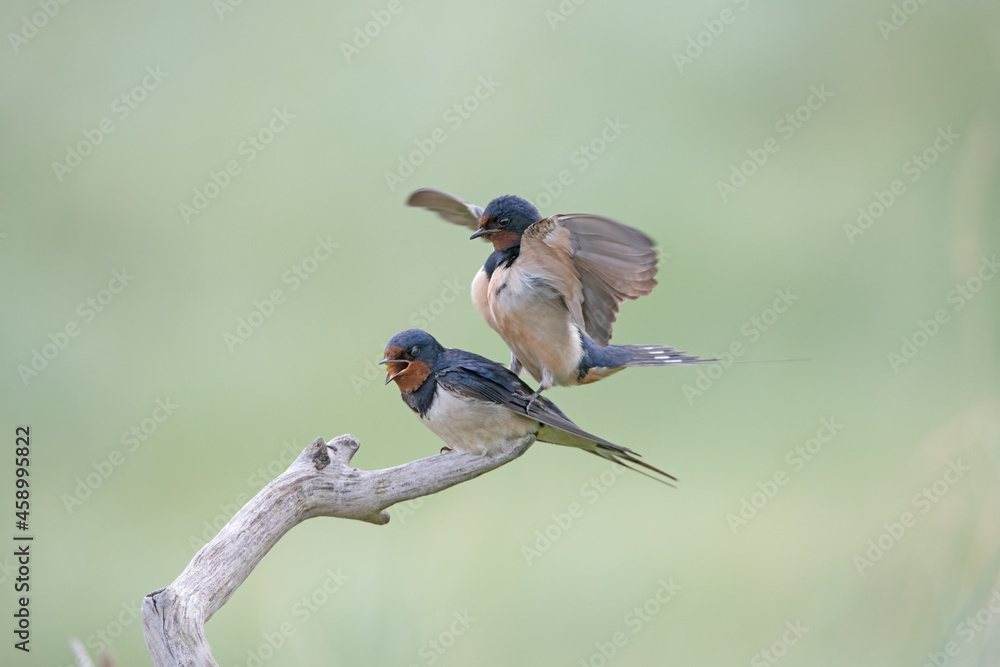 Foto mating barn swallows on Rottumeroog.