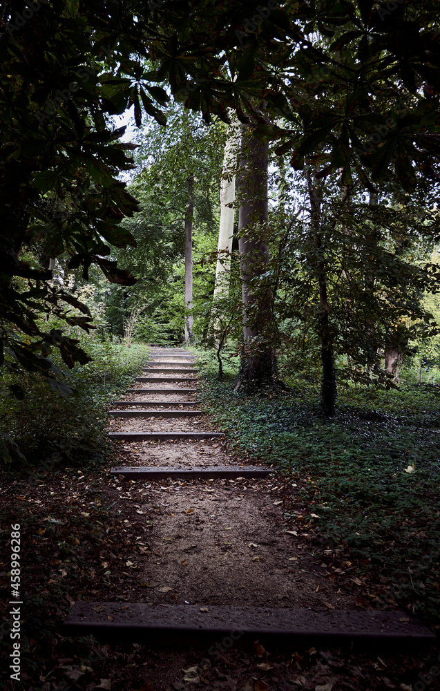 Obraz premium Path in the woods