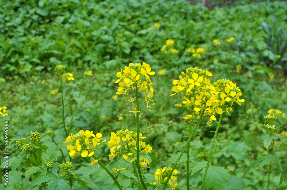 Mustard grows in the field, which will be used as a green organic fertilizer.