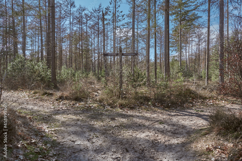 Forest Crossroads Forest Crossroads