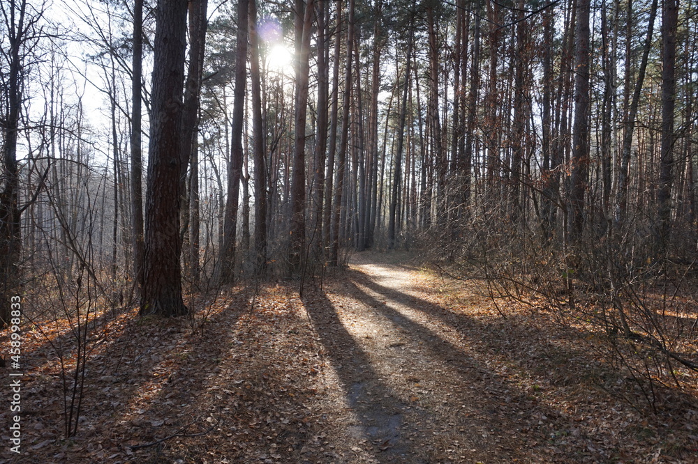 Obraz premium path in the forest