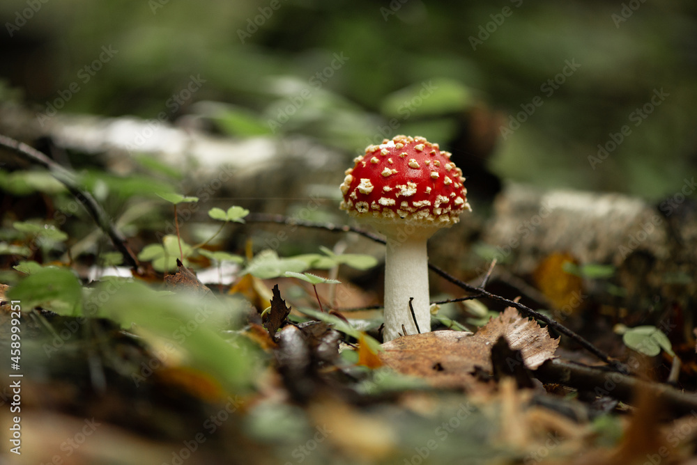 Poisonous fly agaric mushroom in autumnal forest Poisonous fly agaric mushroom in autumnal forest
