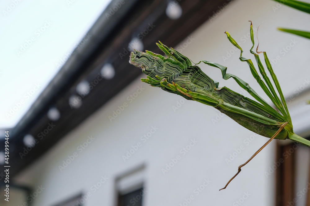 Naklejka premium Unformed palm leaf on a white house background. Copy space.