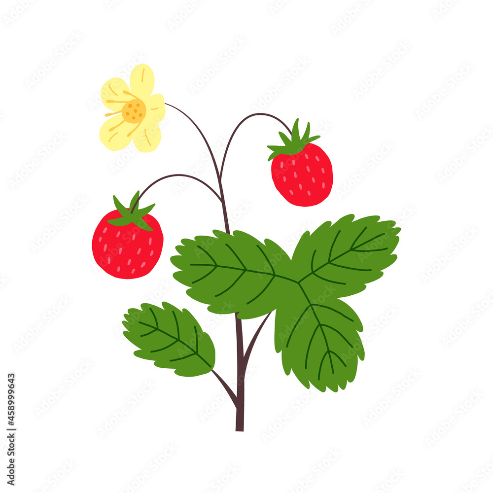 Blooming strawberries handdrawn Blooming strawberries handdrawn