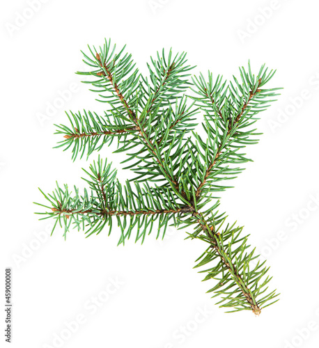 Blue spruce branch isolated on white background. Top view.