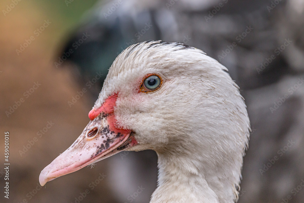 Ducks portrait sitting in a haystack. Authentic farm series. Ducks portrait sitting in a haystack. Authentic farm series.