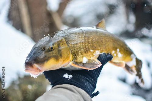 Fototapeta Naklejka Na Ścianę i Meble -  winter fish laying on snow covered ground.