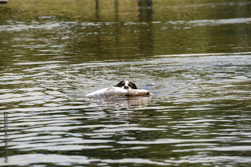 Badetag, Sennenhund mit Fisch im Wasser