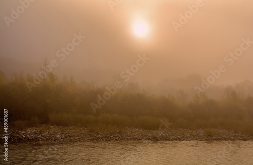 misty morning in the forest