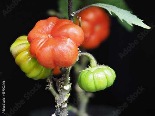 Tokyo,Japan - September 24, 2021: Closeup of Solanum Integrifolium or Pumpkin on a Stick or Solanum Pumpkin on black background
 photo