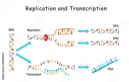 DNA Replication and Transcription. photo