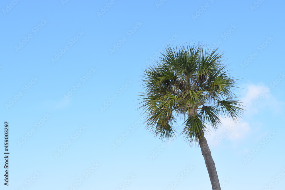 palm tree against blue sky palm tree against blue sky