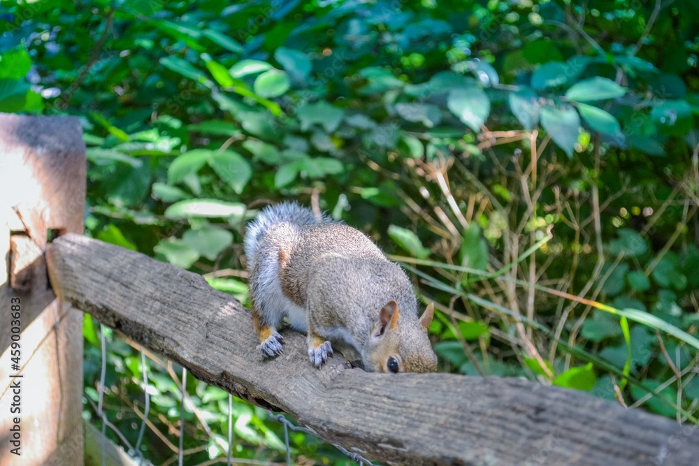 A nimble gray squirrel. Inhabitant of parks and forests in England A nimble gray squirrel. Inhabitant of parks and forests in England