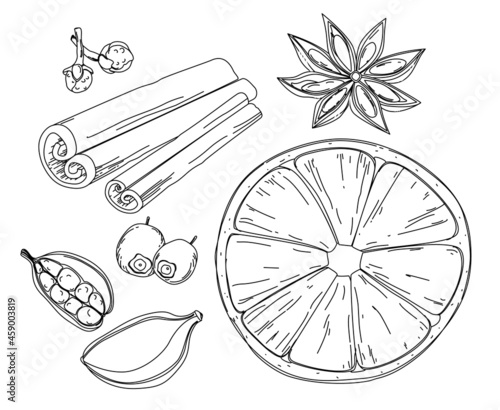Linear drawing of popular bakery spices isolated on white background. Vanilla flower, cinnamon stick, ginger clove and aniseed confectionery spices, orange and berries.