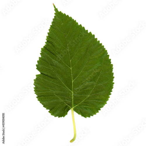 mulberry tree leaf isolated over white
