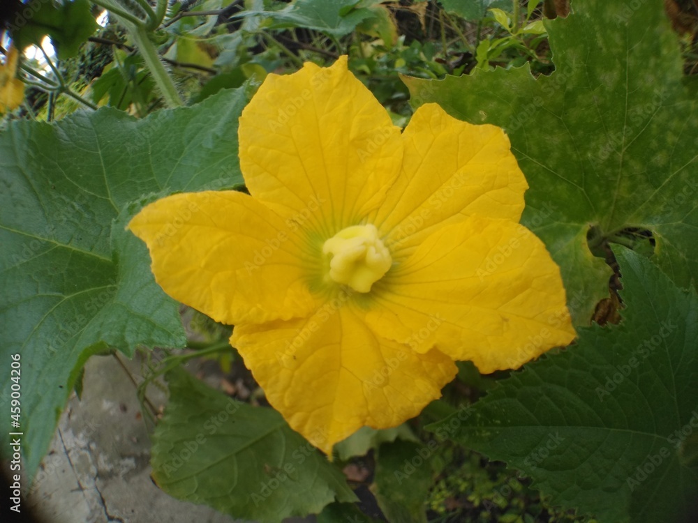 yellow flower in the garden yellow flower in the garden