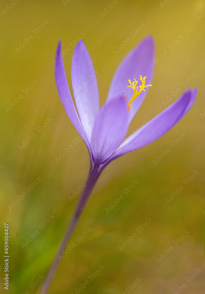 purple crocus flowers purple crocus flowers