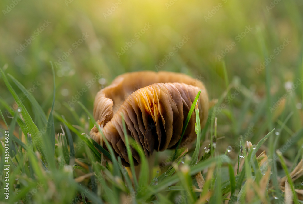 Obraz premium snail on a grass