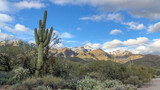 saw saguaro in the Arizona desert with mountain in background