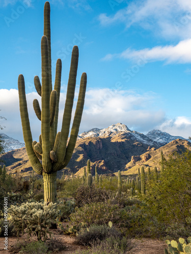 saw saguaro in the Arizona desert with mountain in background