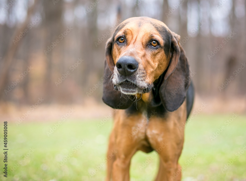 A red and black Coonhound dog standing outdoors