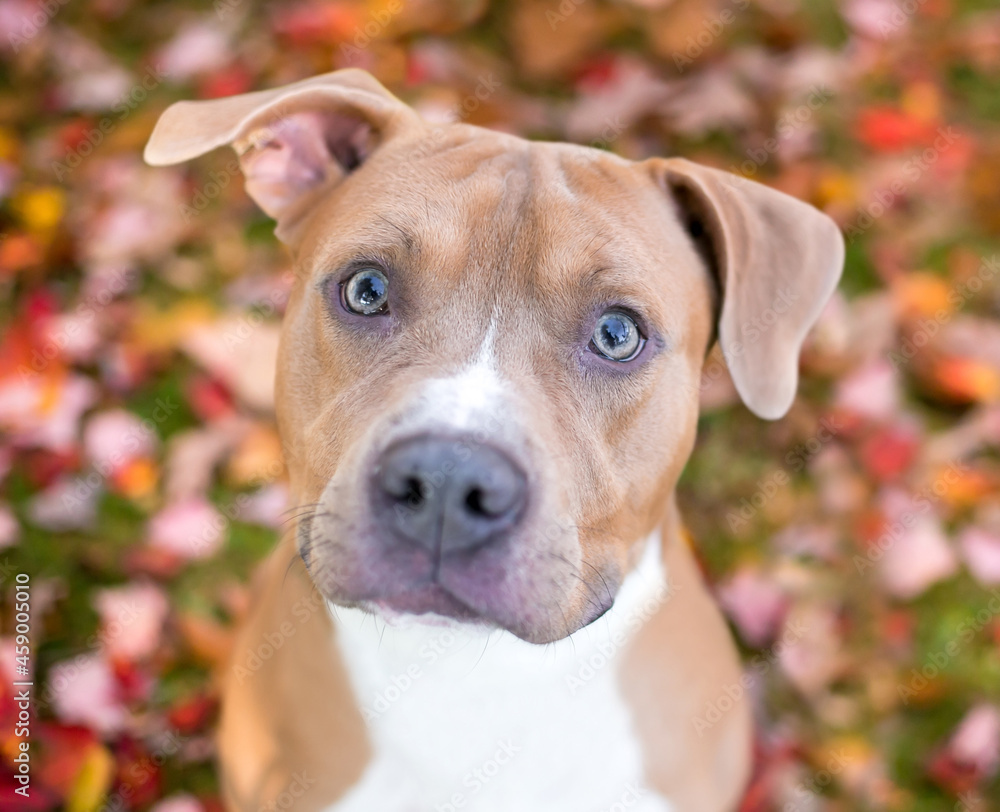 A fawn and white color Pit Bull Terrier mixed breed dog surrounded by colorful autumn leaves and looking up at the camera
